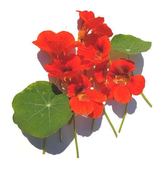 Nasturtium:  King Theodore