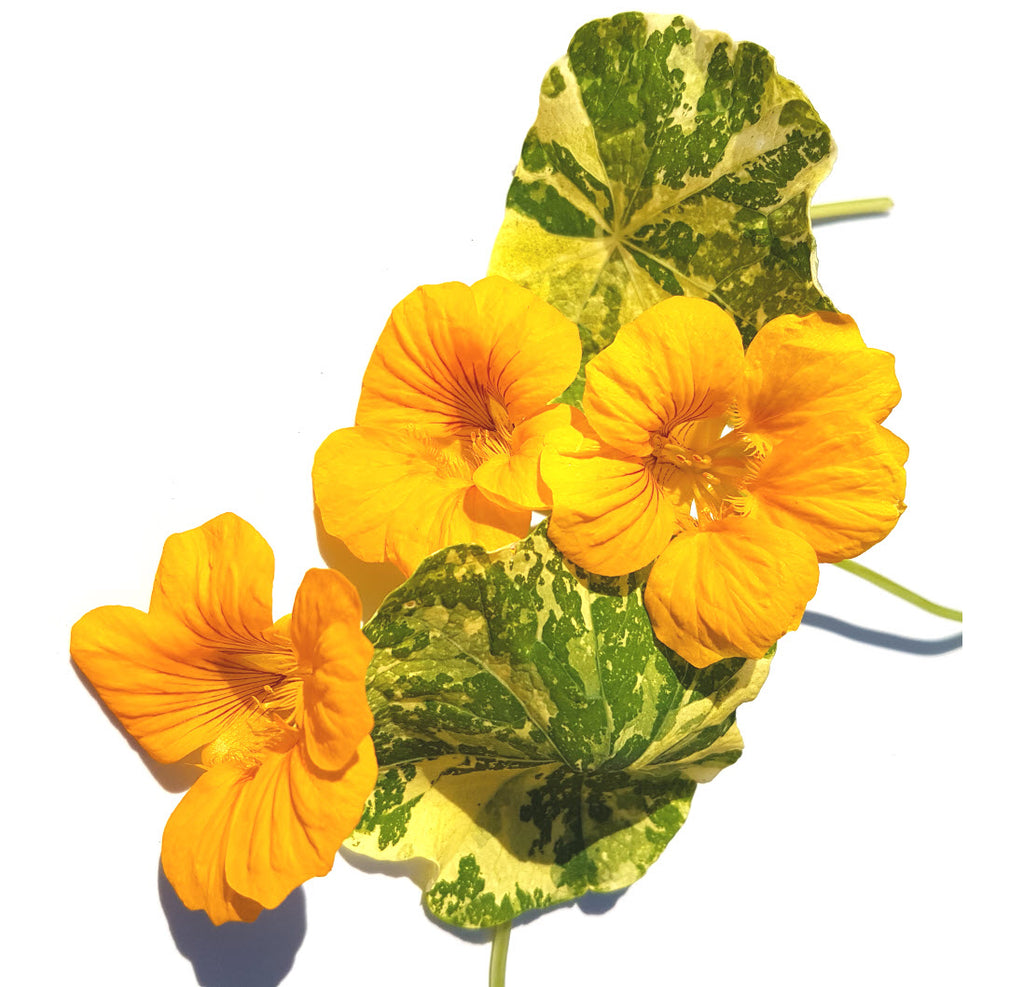 Nasturtium:  Variegated