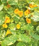 Nasturtium:  Variegated