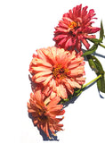 Zinnia: Peach