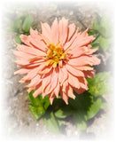 Zinnia: Peach