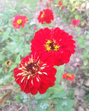Zinnia: Red