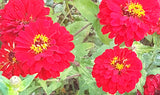 Zinnia: Red