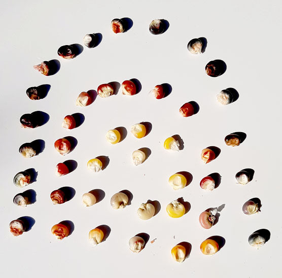 Indian Rainbow Corn