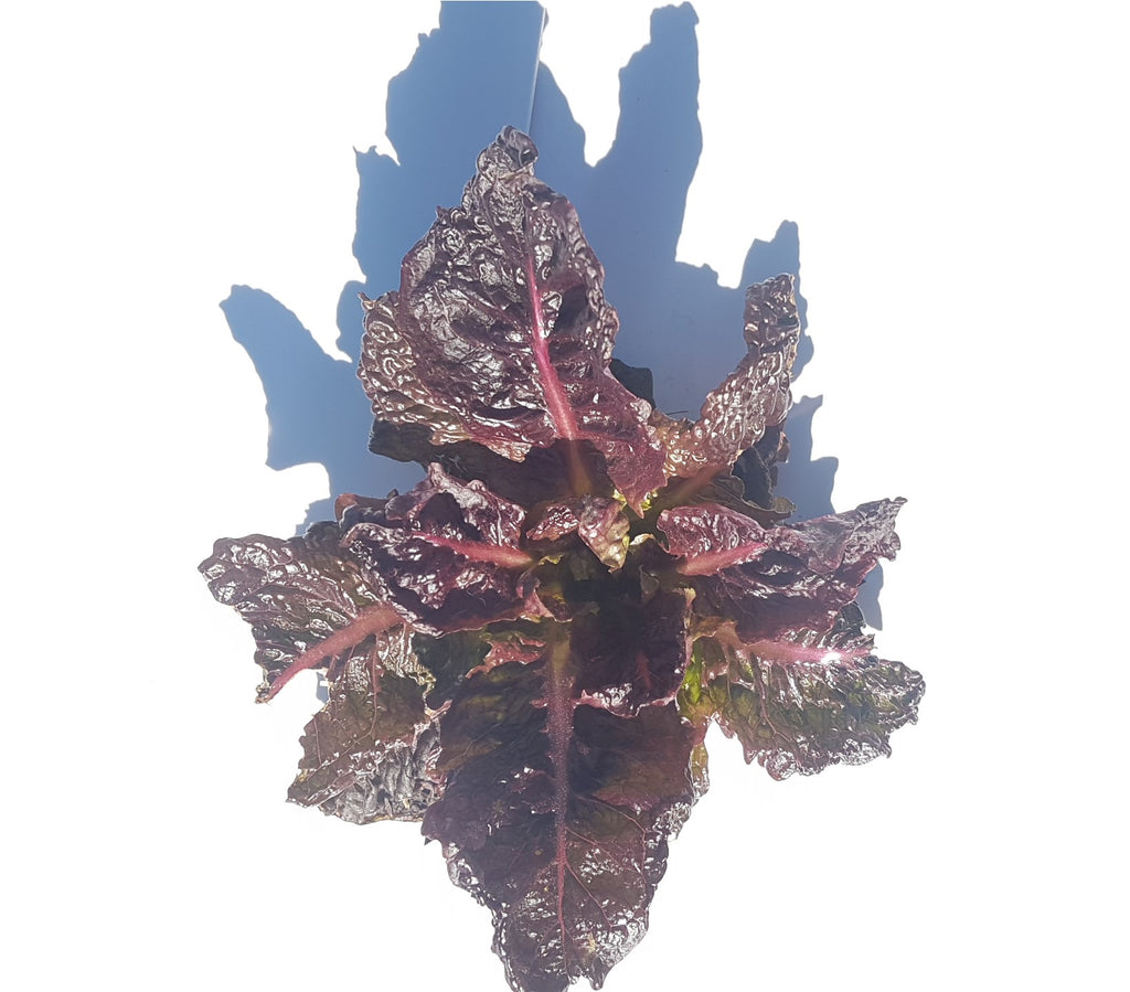 Super Red Romaine