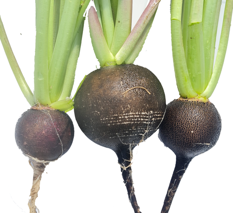 Spanish Black radish