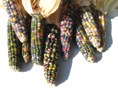Corn &amp; Popcorn