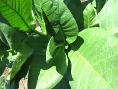 Tobacco