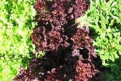 Lettuce