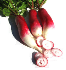 Radish