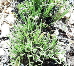 Germination Mix