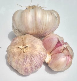 Rose Wight Garlic