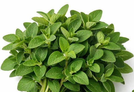 Greek Oregano Herb