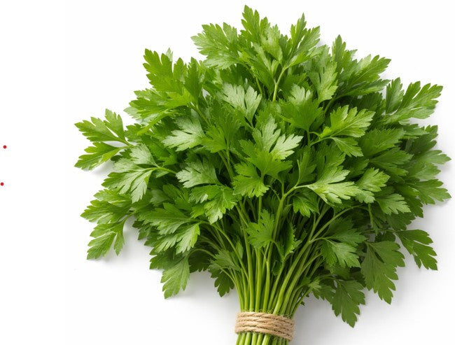 Parsley Italian Flat-Leaf
