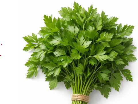 Parsley Italian Flat-Leaf