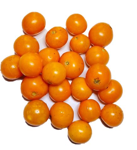 Sungold Select Tomato
