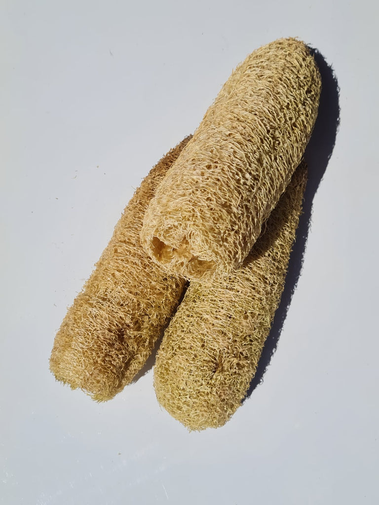 Gunther’s Loofah