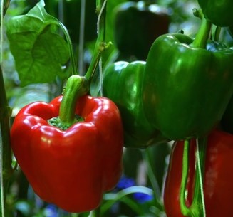 California Wonder Red Sweet Pepper