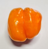 Orange Sun Bell Sweet Pepper