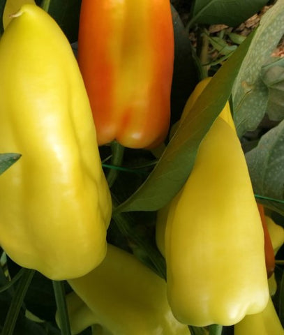 Pointy Sweet Pepper