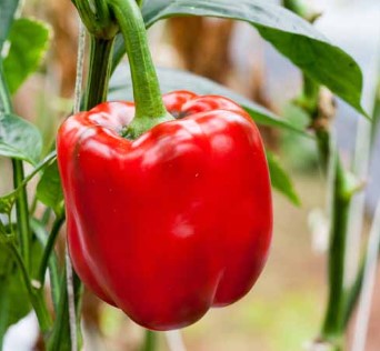 Red Beulah Bell Pepper