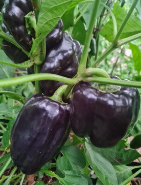 Purple Bell  Sweet Pepper
