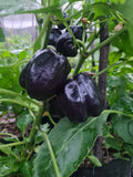 Purple Bell  Sweet Pepper