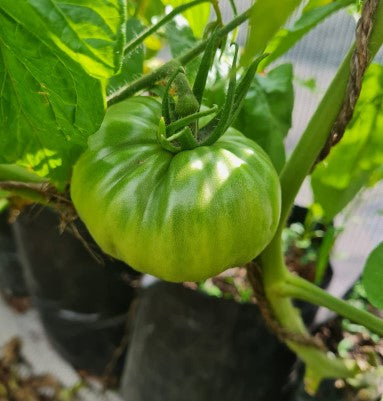 Dwarf Emerald Giant Tomato