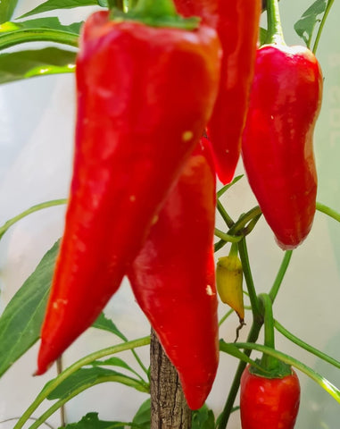 Ostra Cyclon Hungarian Paprika