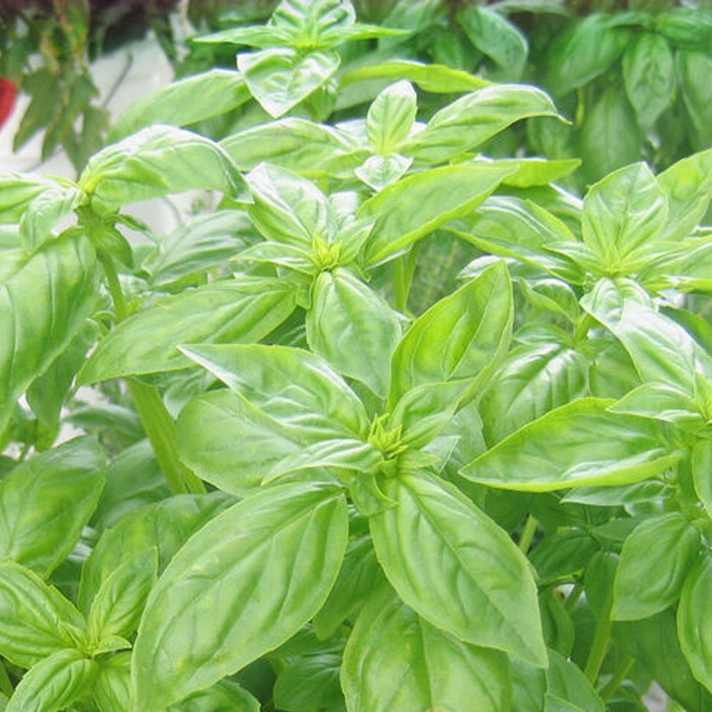 Basil Herb : Italian Large Leaved