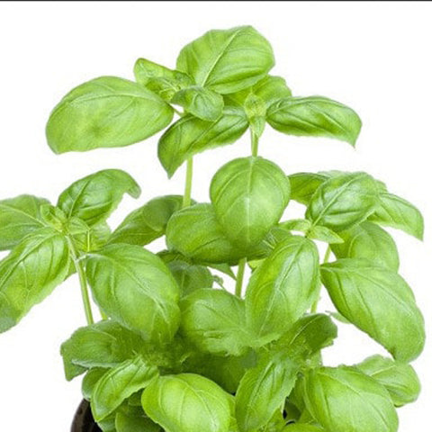 Basil Herb : Sweet Genovese