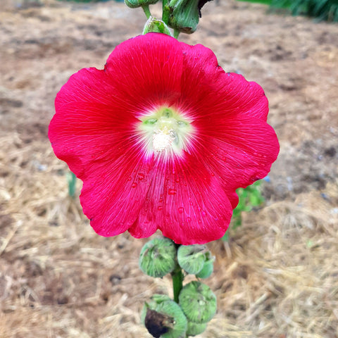 Holly Red