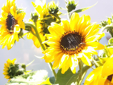 Sunflower: Yellow  Bush