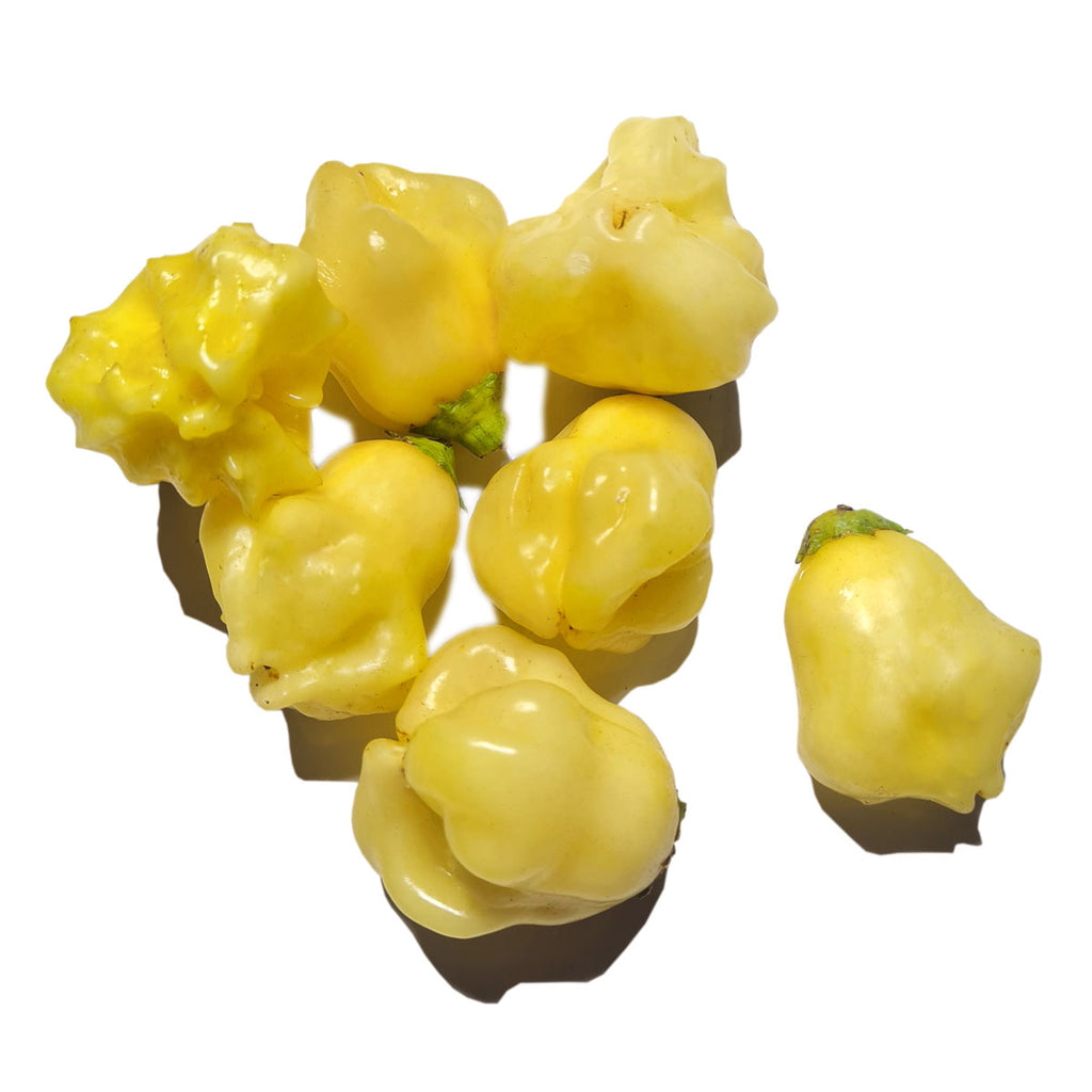 Aji Fantasy White – Glen Seeds - Main Image