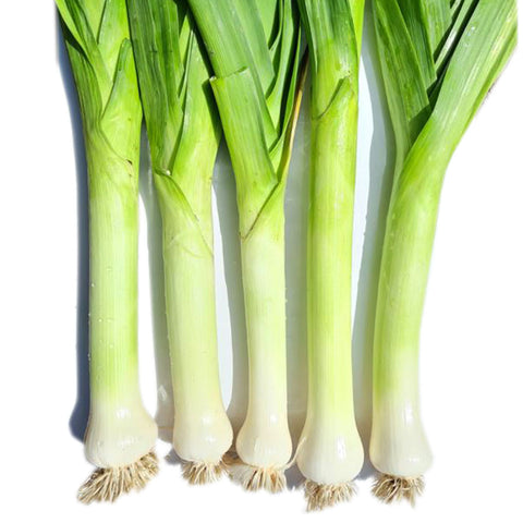 American Flag Leek