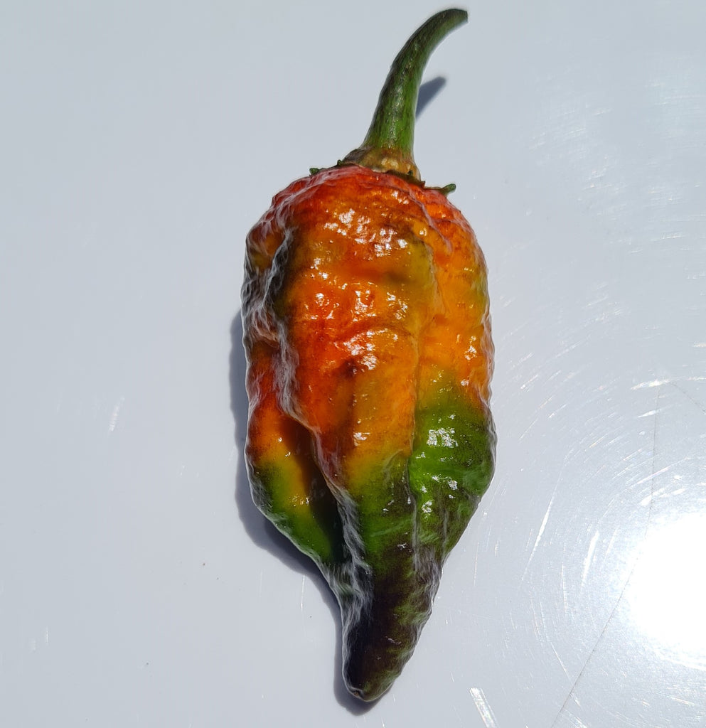 7 pot bubblegum plant Bubblegum 7 Pot X Dream – Glen Seeds