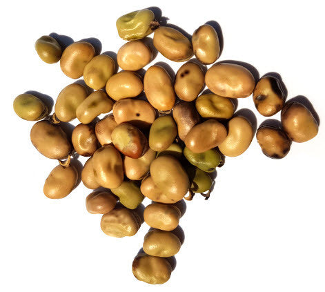 Fava Sweet Lorane Bean