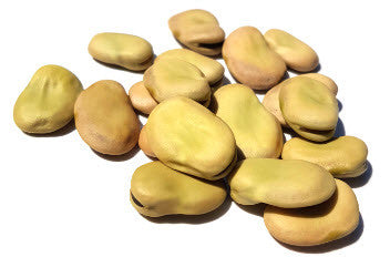 Fava Windsor Bean