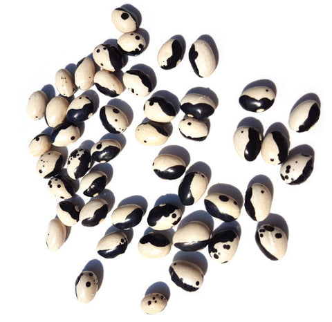 Orca Bean