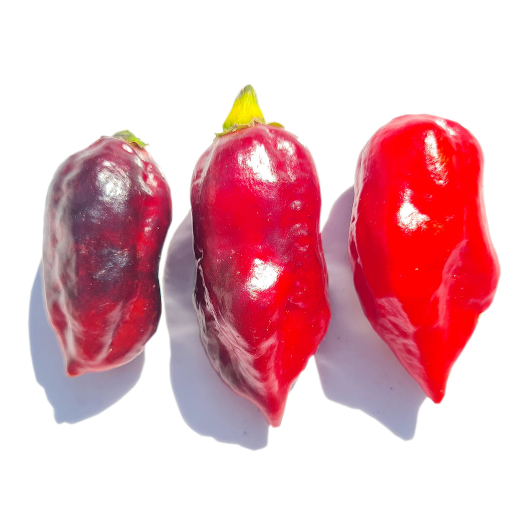 Black Panther Red Chili