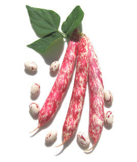 Canadian Cranberry Bean