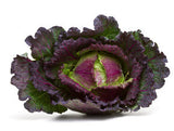 Purple Savoy Cabbage