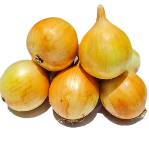 Capricio Onion