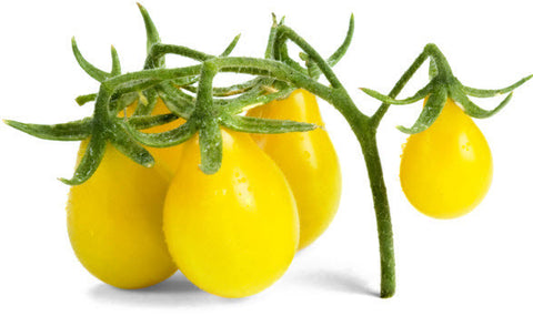 Yellow Pear Tomato