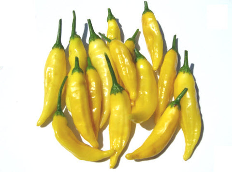 Aji Amarillo Chilli