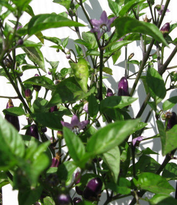 Chinese 5 colour Chilli
