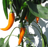 Cayenne Golden Chilli