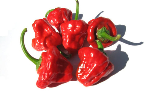 Jamaican Red Chilli