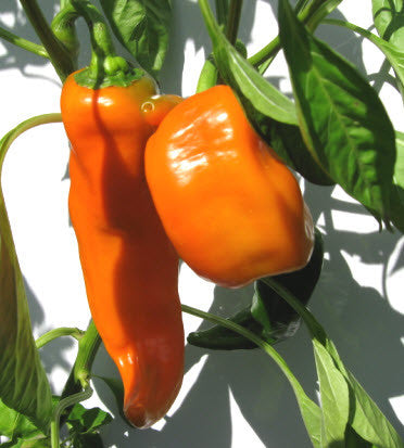 Marconi Golden Pepper