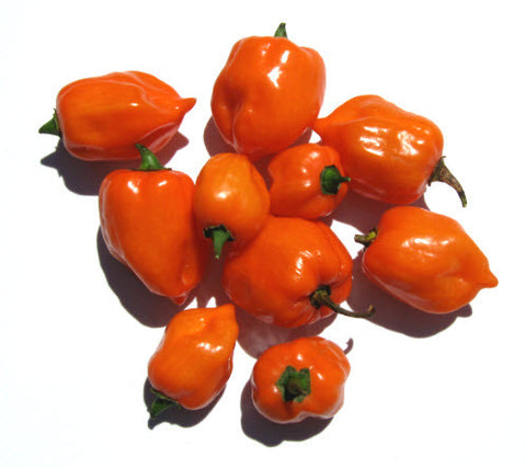 Habanero Orange  Chili
